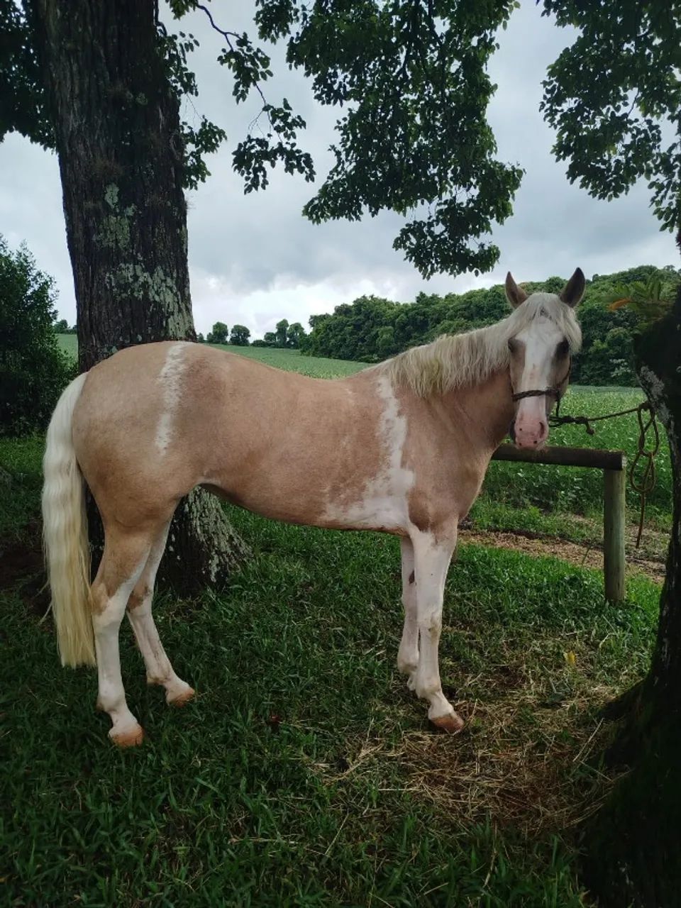 Égua Crioula 