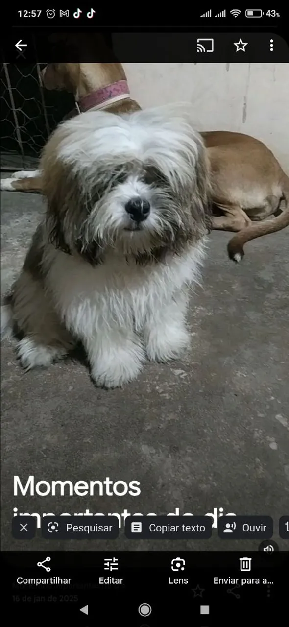 Cachorro da Raça Shit-tzu