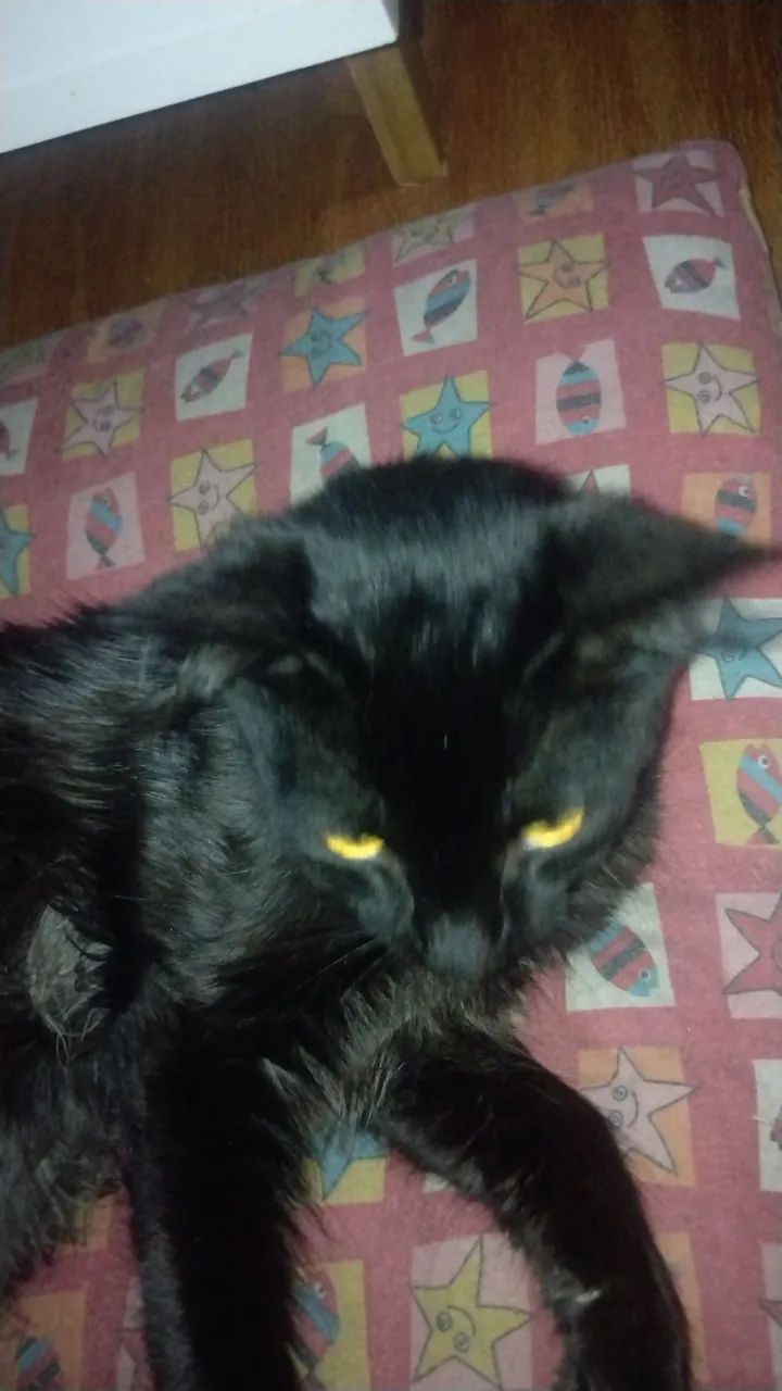 Urgente gato para adoção  - Foto 6