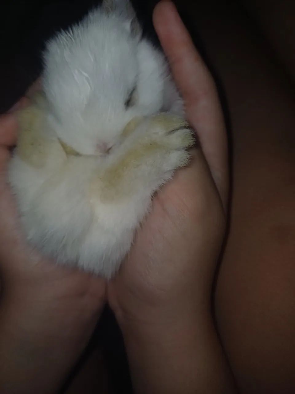 Lindos Coelhinhos!!! - Foto 2