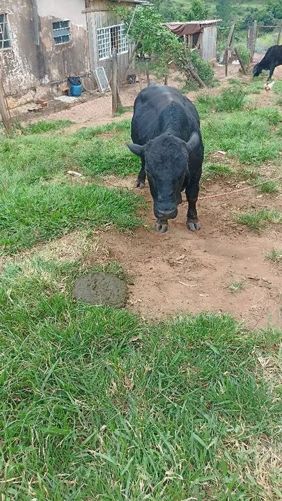 Mini boi casal  - Foto 3