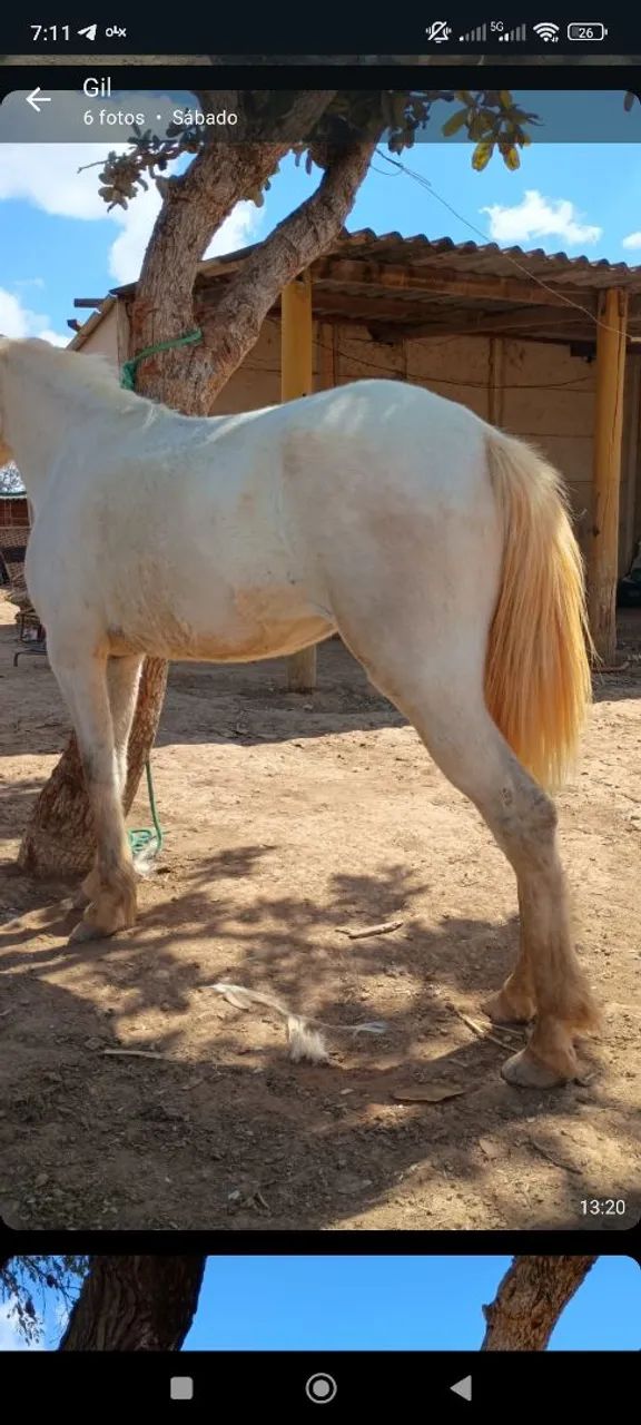 Égua nova e saudável. - Foto 4