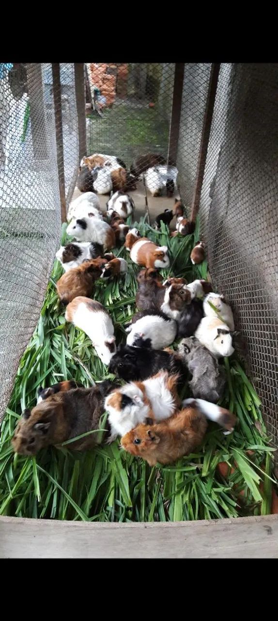 60 Porquinhos da Índia... - Foto 3