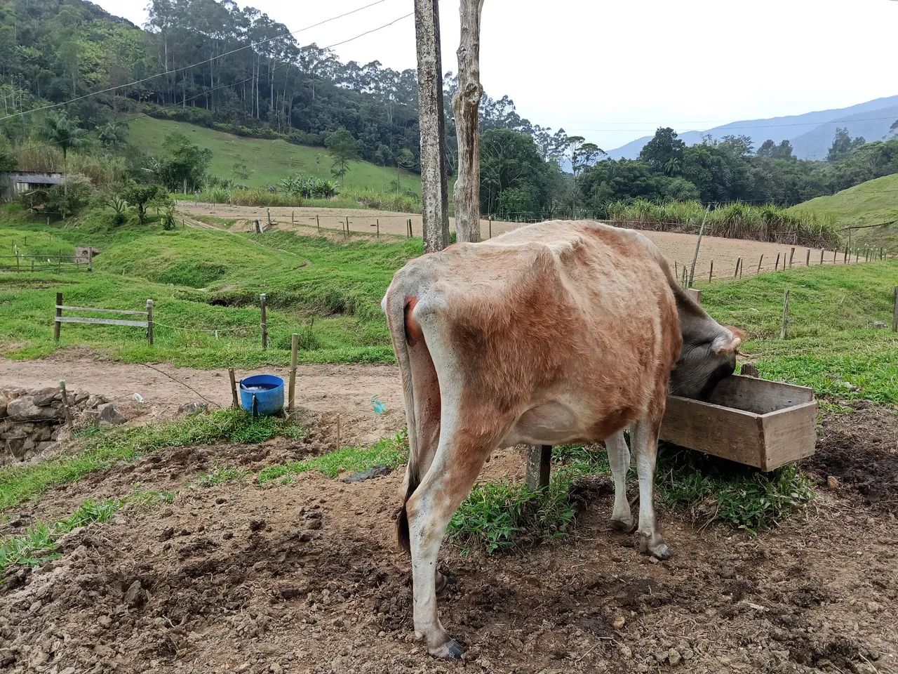 Vaca leiteira  - Foto 2