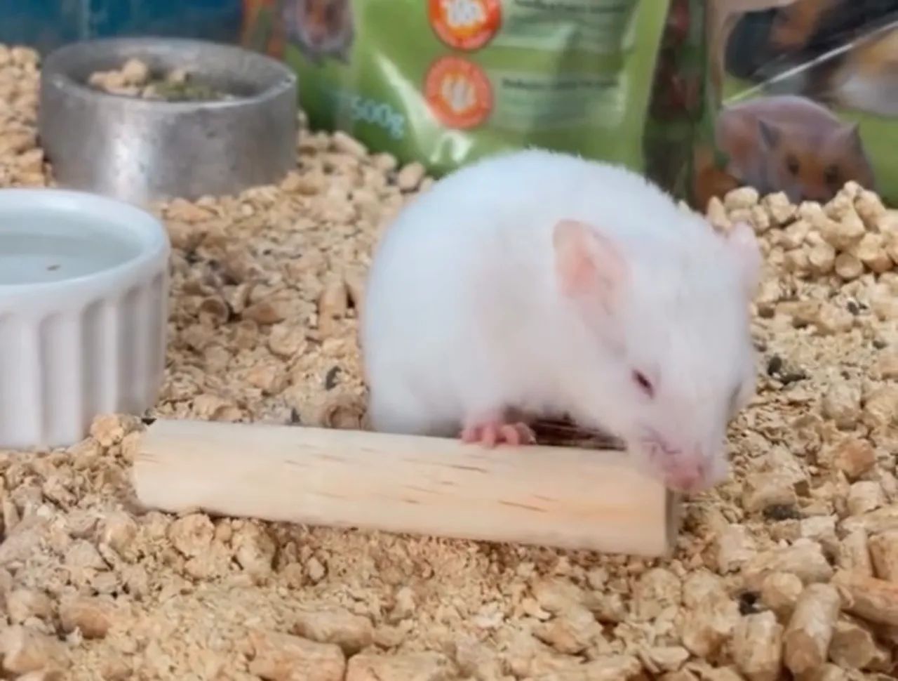 Hamster sírio  - Foto 4