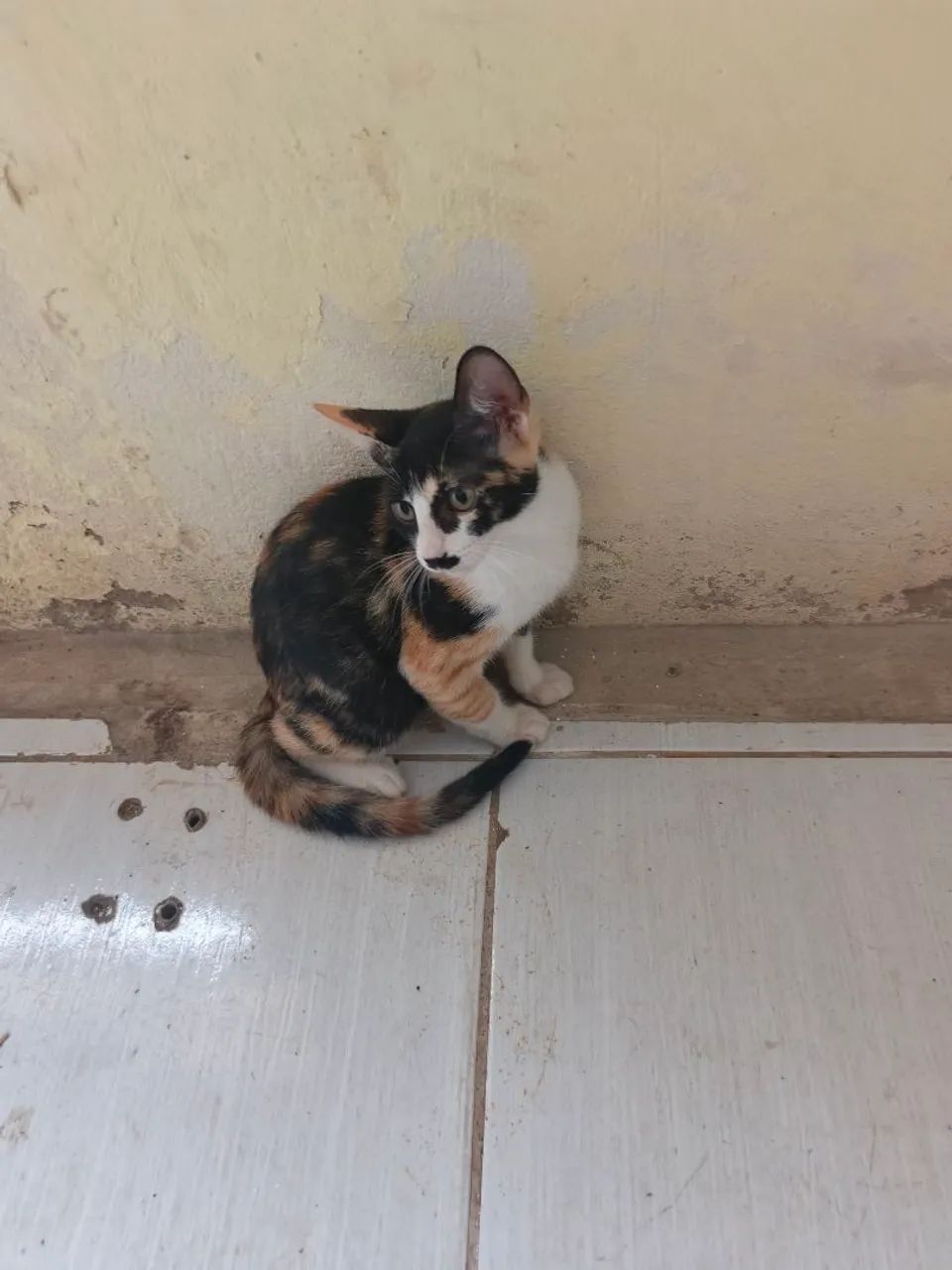 Gatinhos para adoção  - Foto 5