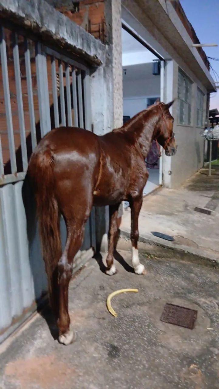 Cavalo  - Foto 5