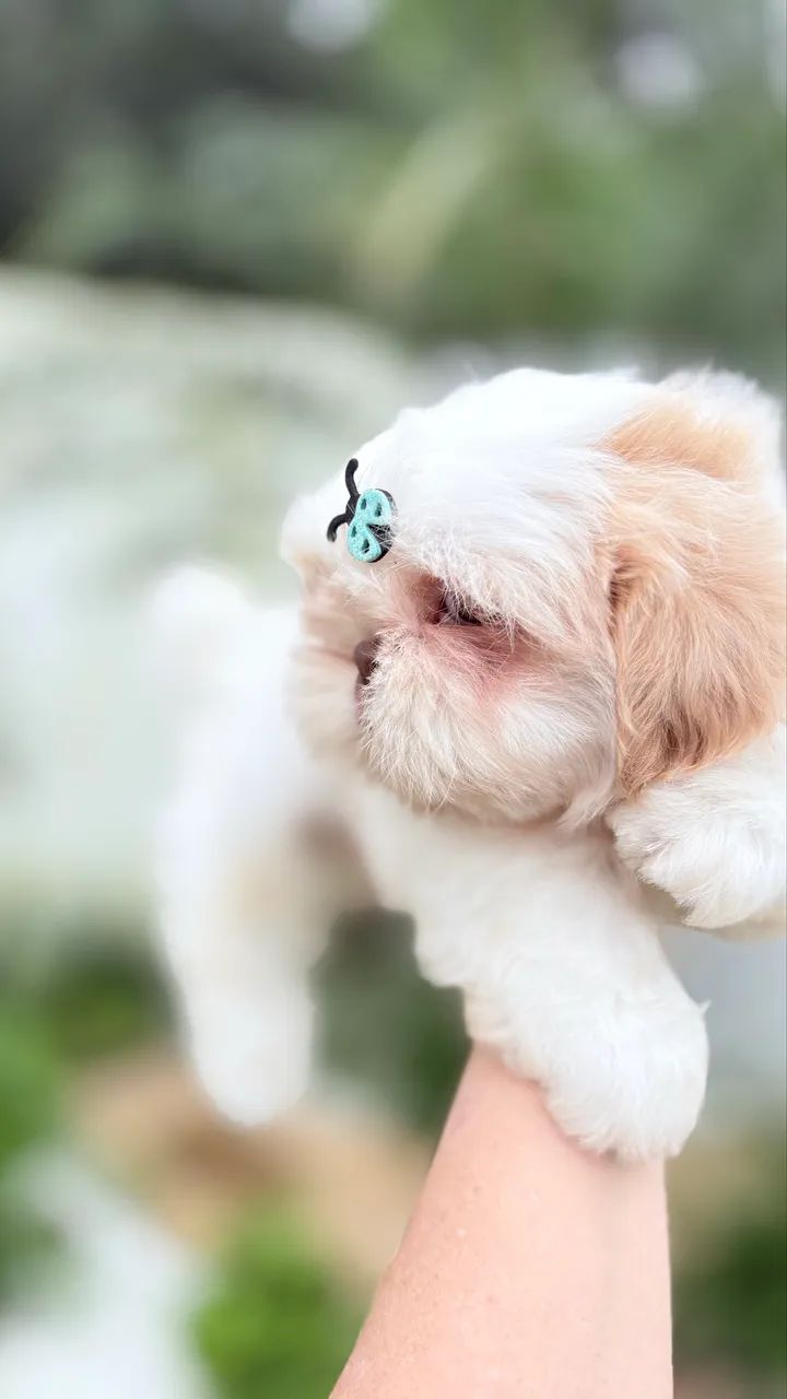 Shihtzu machinho  - Foto 2