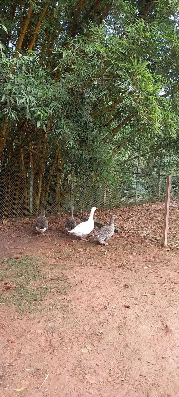 Gansos Toulose branco e pardo - Foto 3