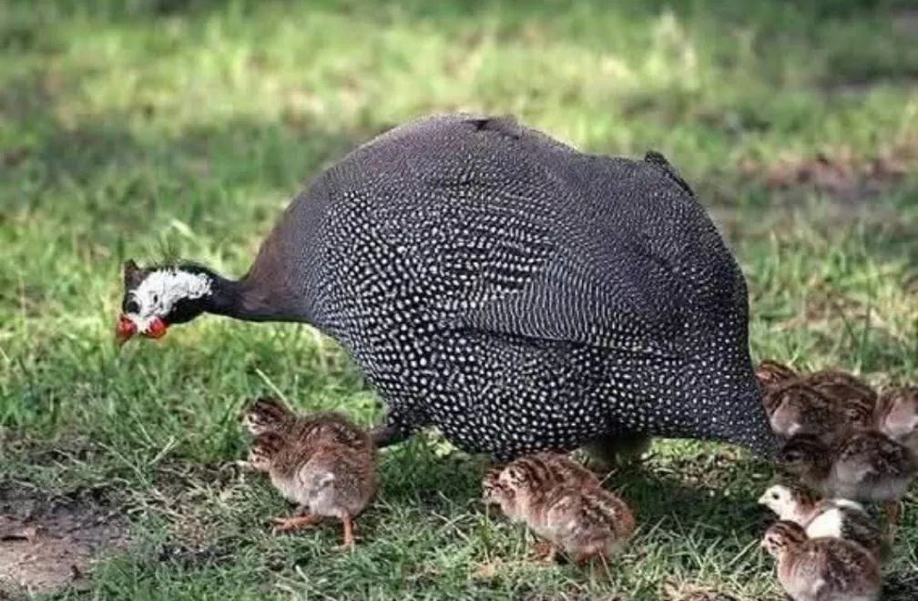 Galinha da Angola  - Foto 5