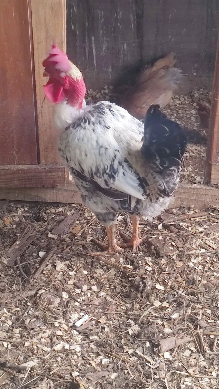 Frango  - Foto 2