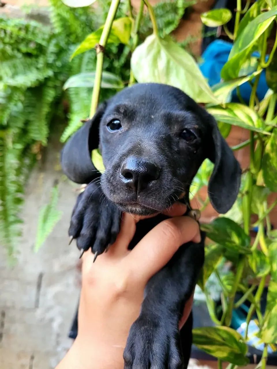 Cachorro salsicha  - Foto 2