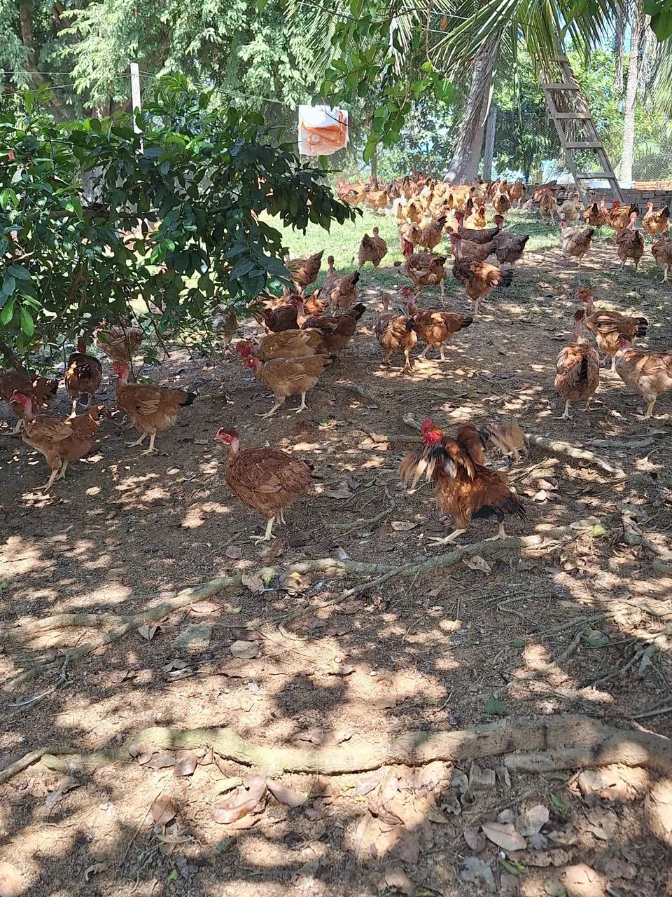 V/ Frangos e Frangas  - Foto 3