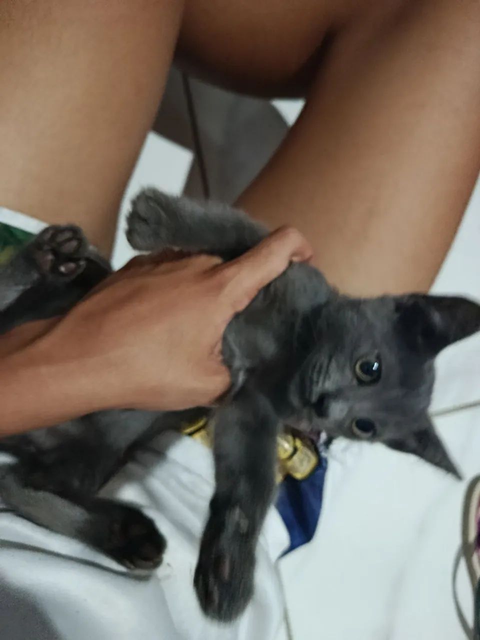 Adota-se Gatinhas - Foto 4