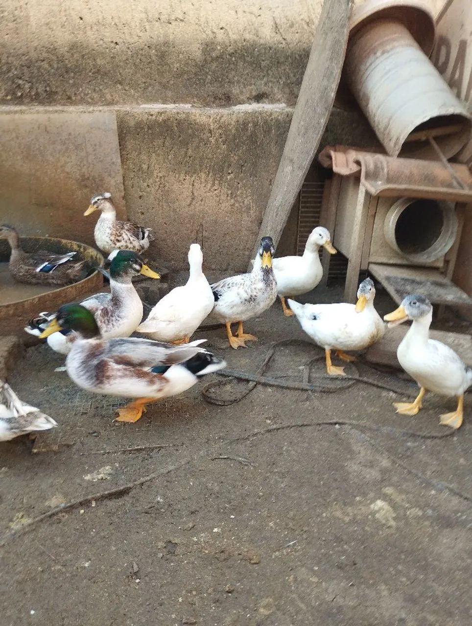 Marrecos Mallard  - Foto 3