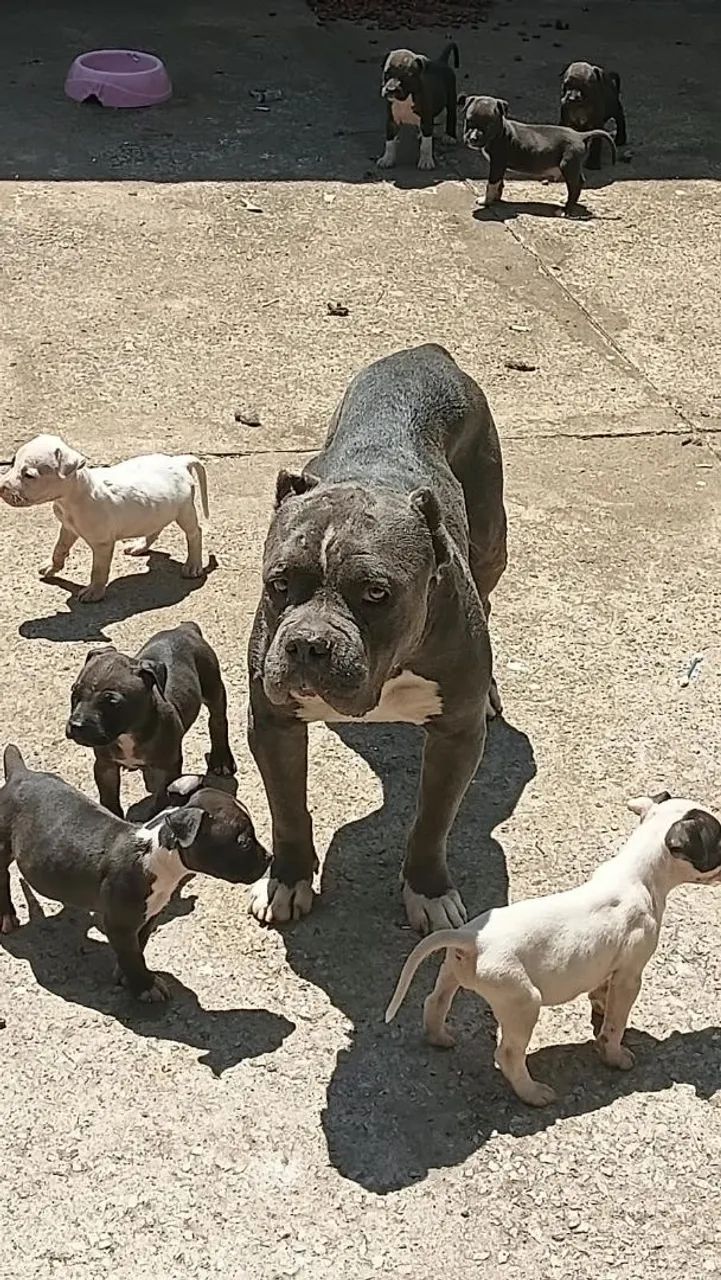 Pit Bull 350 chega junto 