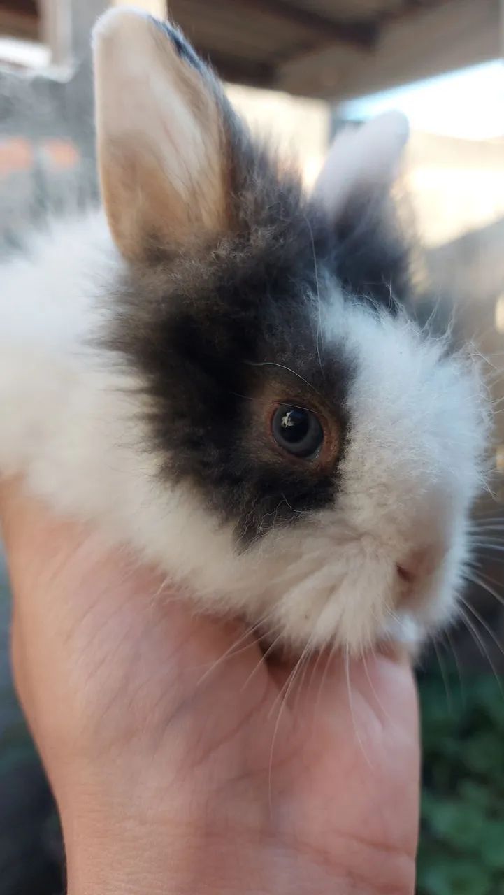 Mini Lionhead filhotes disponíveis em Curitiba e região - Foto 4