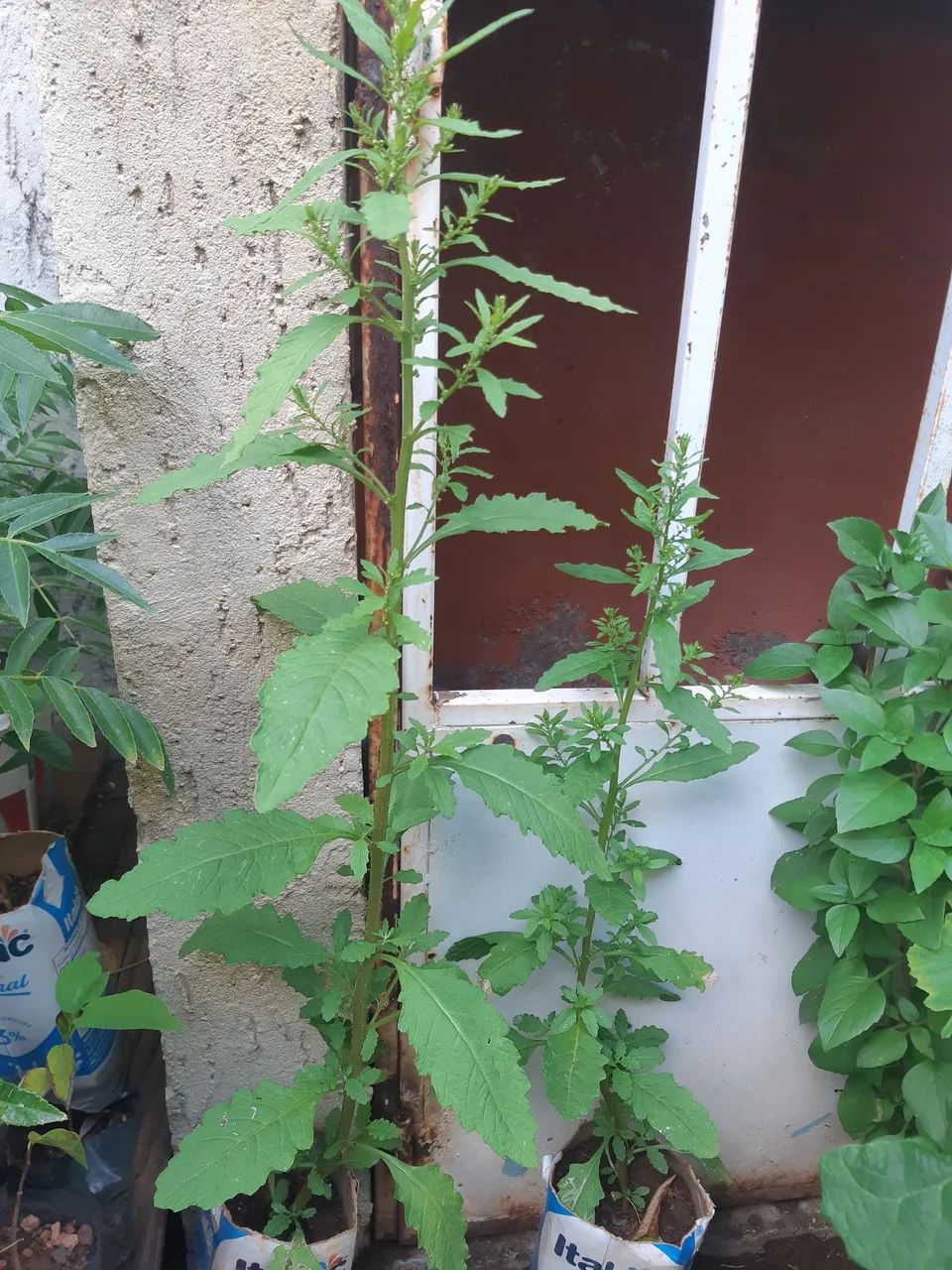 Mudas frutiferas - Foto 4