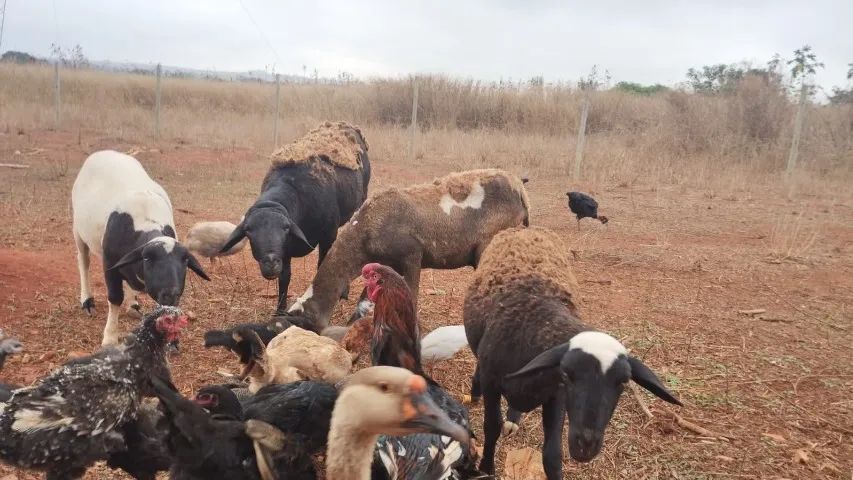 Vendo carneiro  - Foto 2