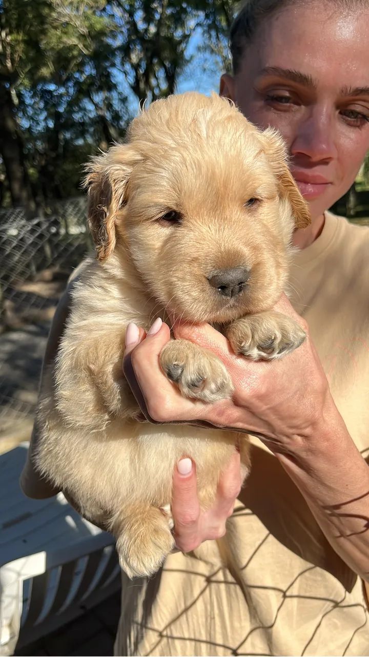 Golden Retriever (Loja física) 