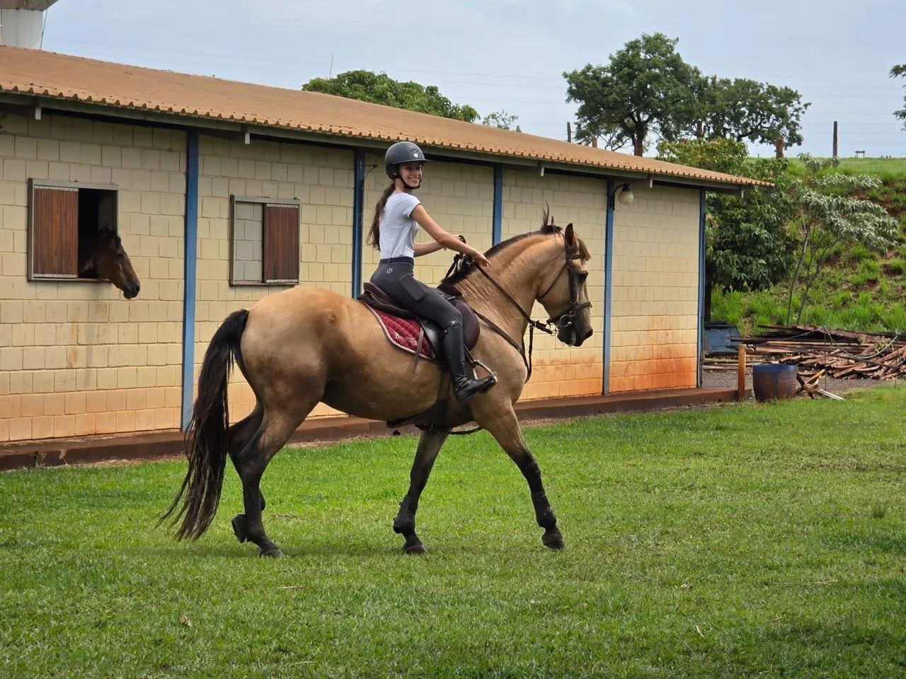 LUSITANO MACHO - ATLETA - BAIO ENCERADO - 12 ANOS - Foto 4