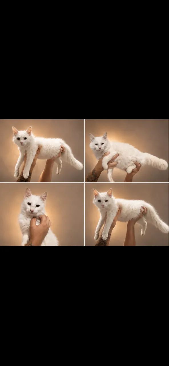 Gato angorá macho 