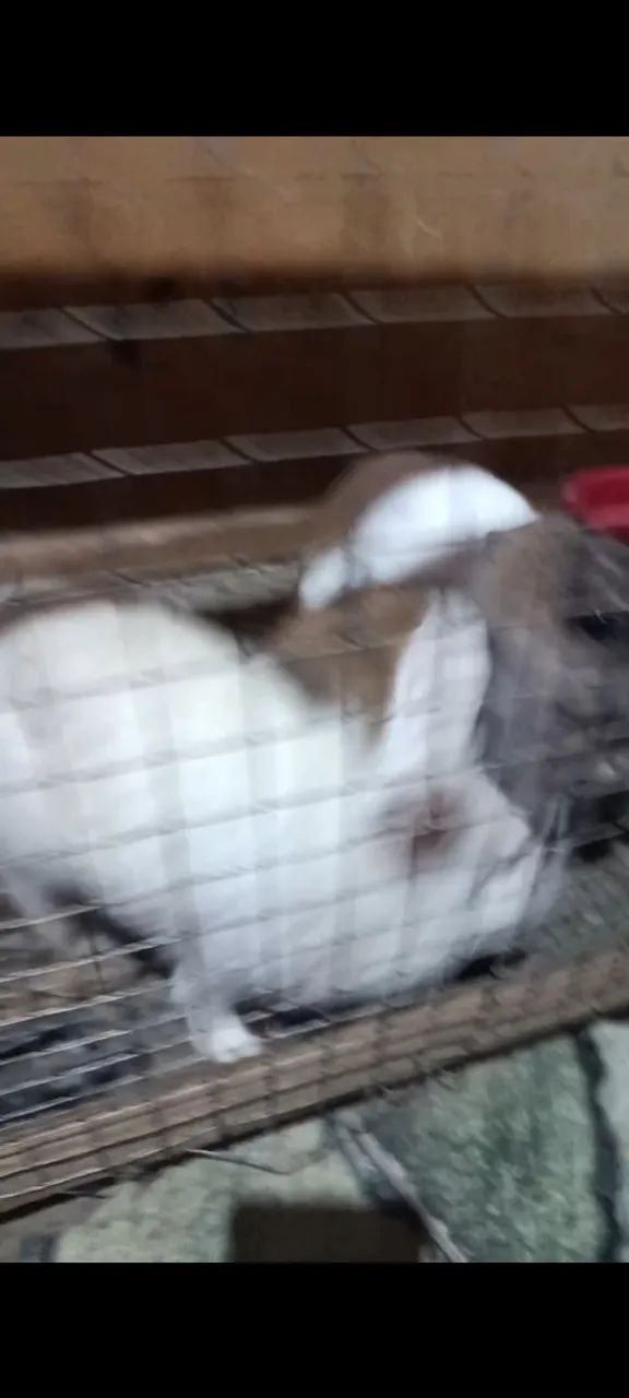 Mini coelho 