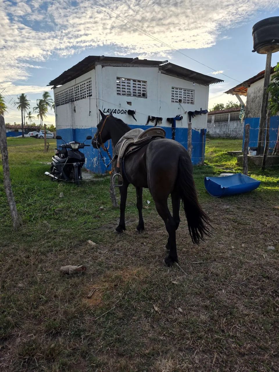 PIQUIRA PRETO A VENDA - Foto 2