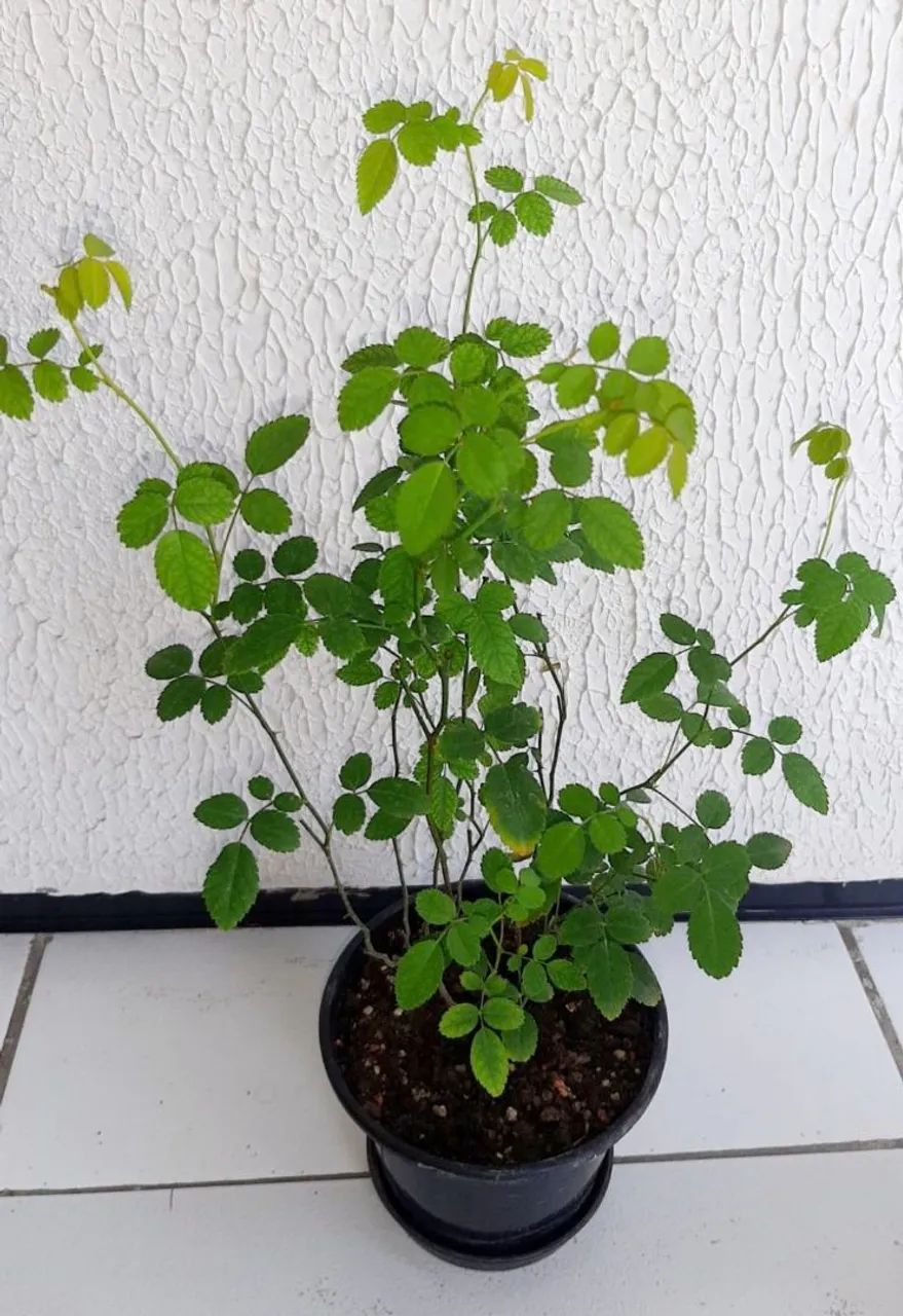Mine Rosa Branca com duas mudas