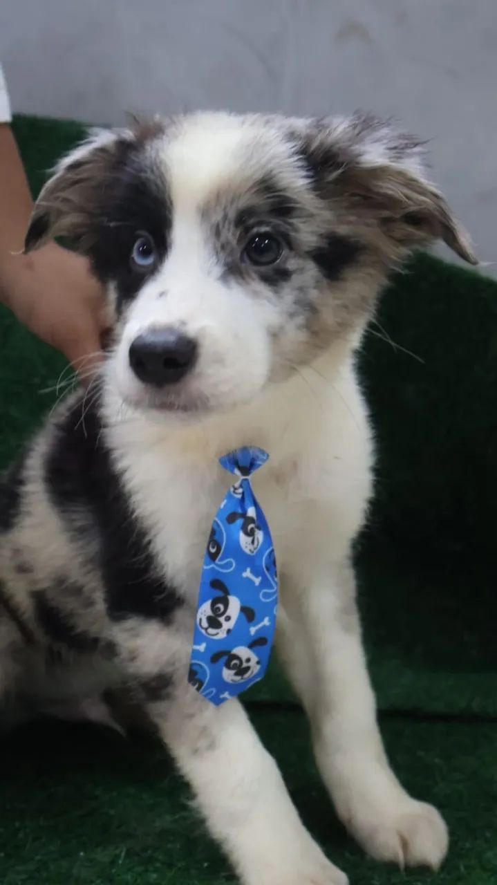 Border Collie Blue Merle Macho
