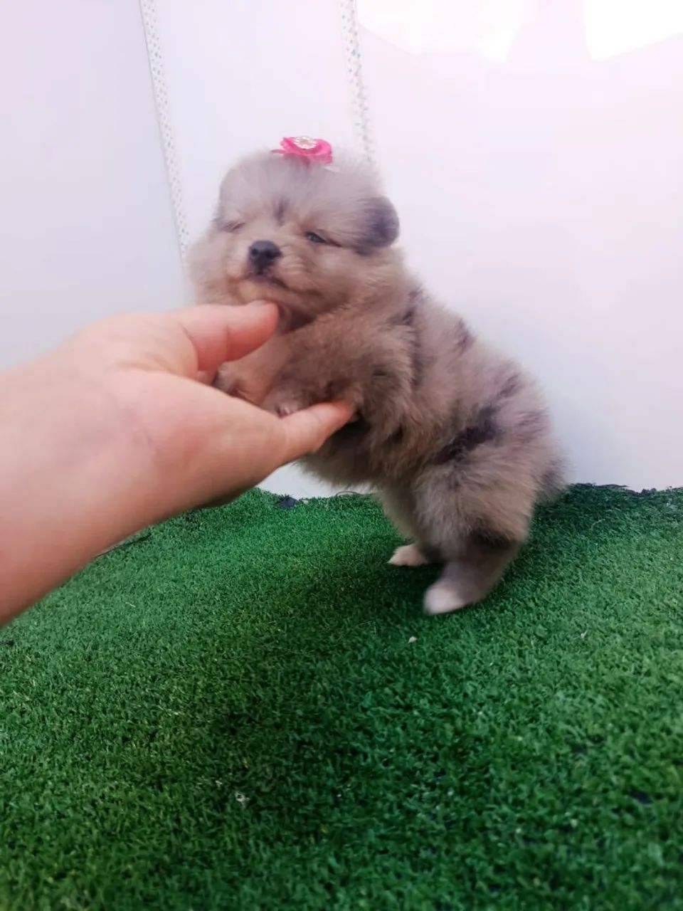 Spitz alemão  - Foto 4