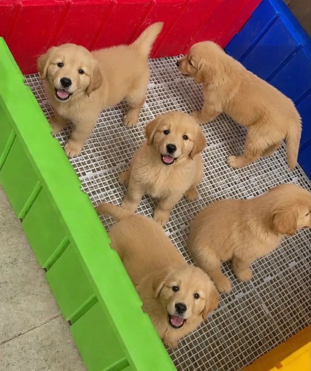 Golden retriever 
