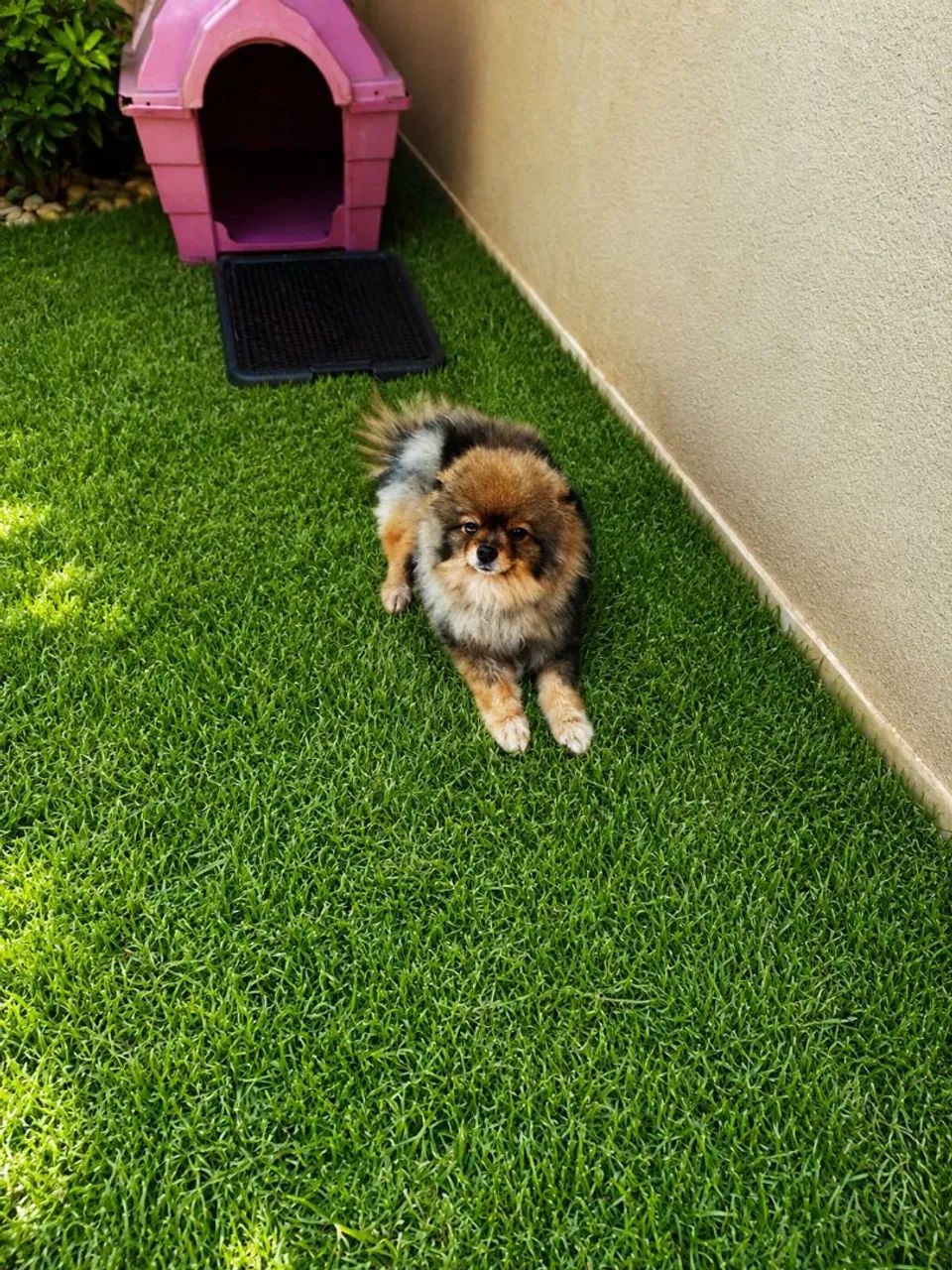 Cachorro 