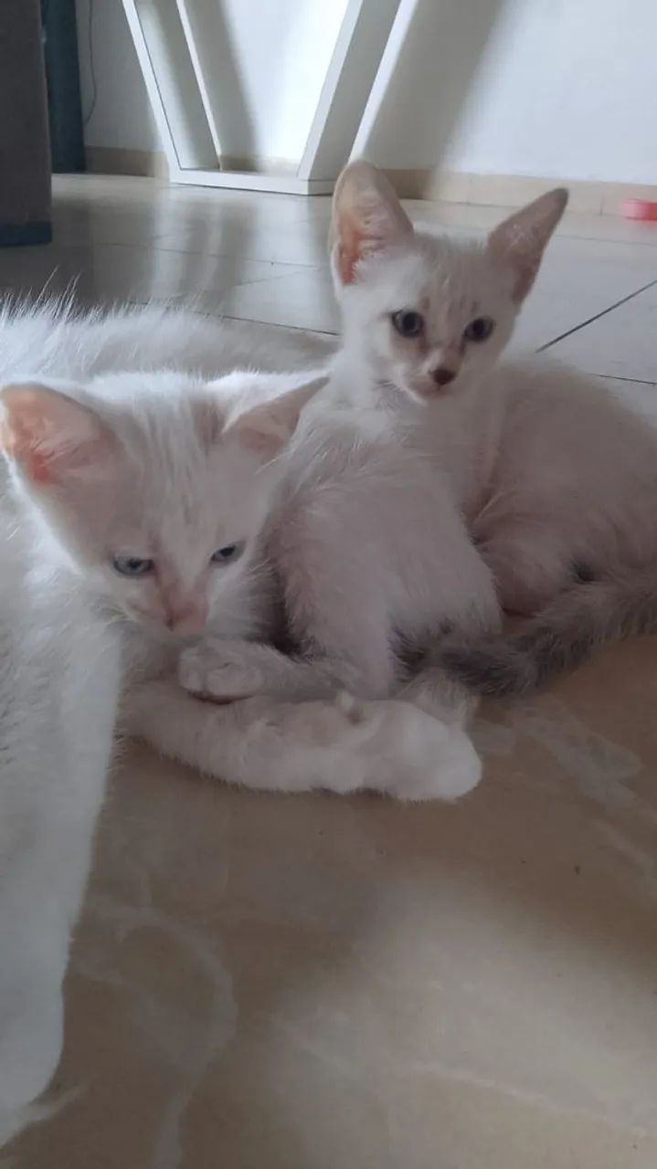 Gatinhas filhotes - Foto 5