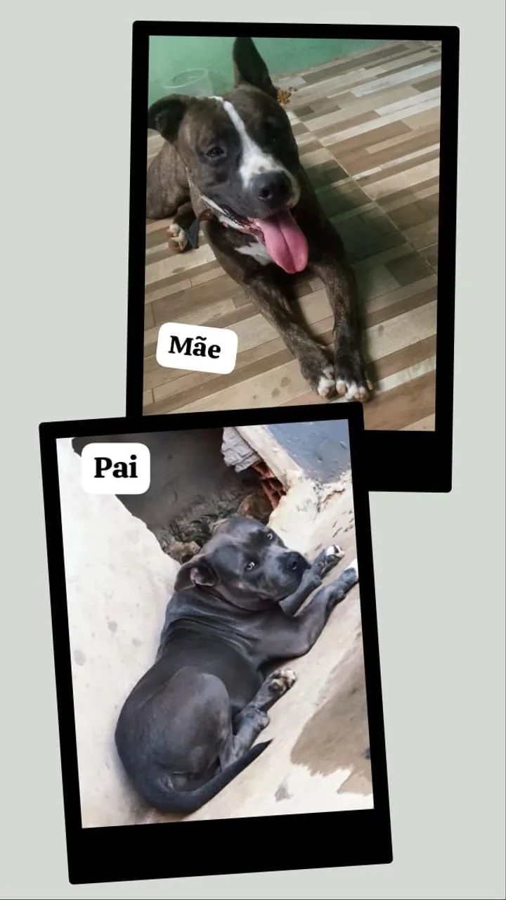 Filhote de pitbull  - Foto 3