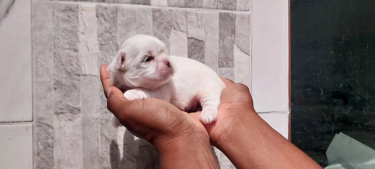 Shihtzu Macho  - Foto 3