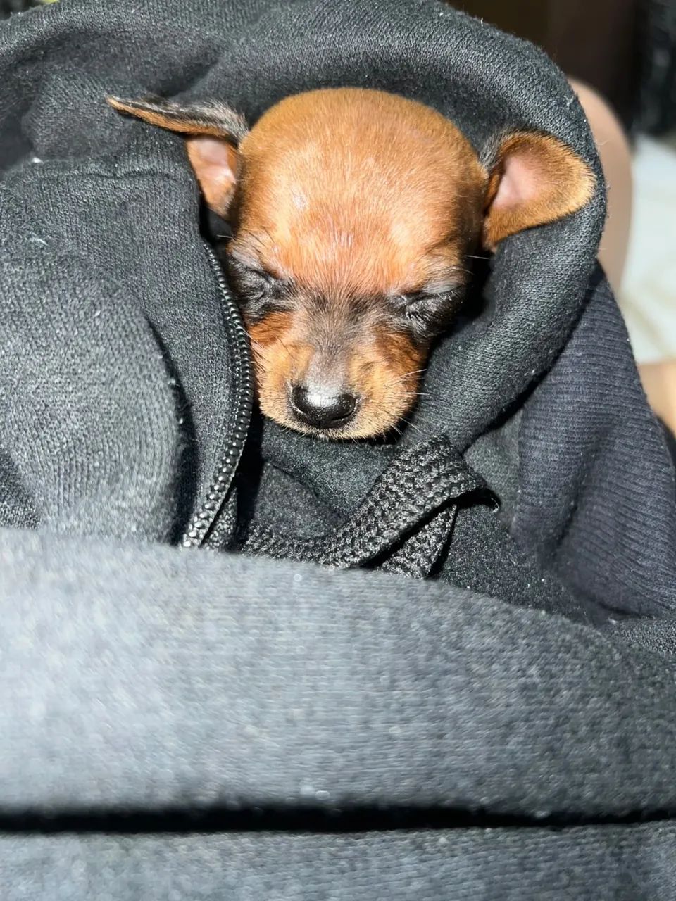 Pinscher macho 500 - Foto 3