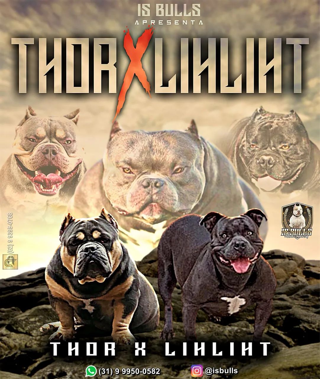 Filhote de American Bully  - Foto 5