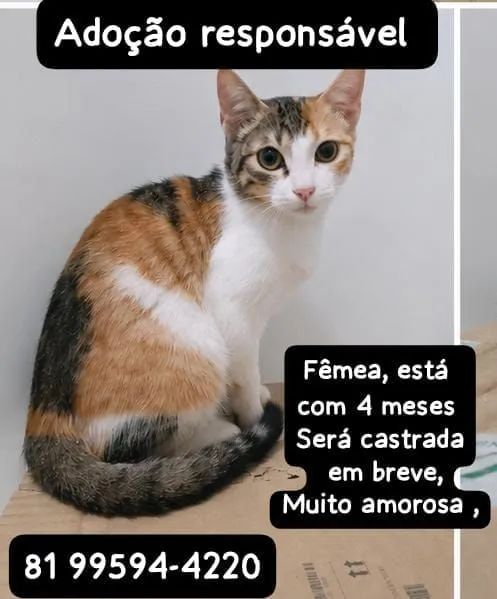 Gata - Foto 2