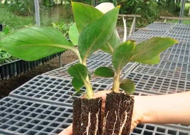 Mudas clonadas de banana