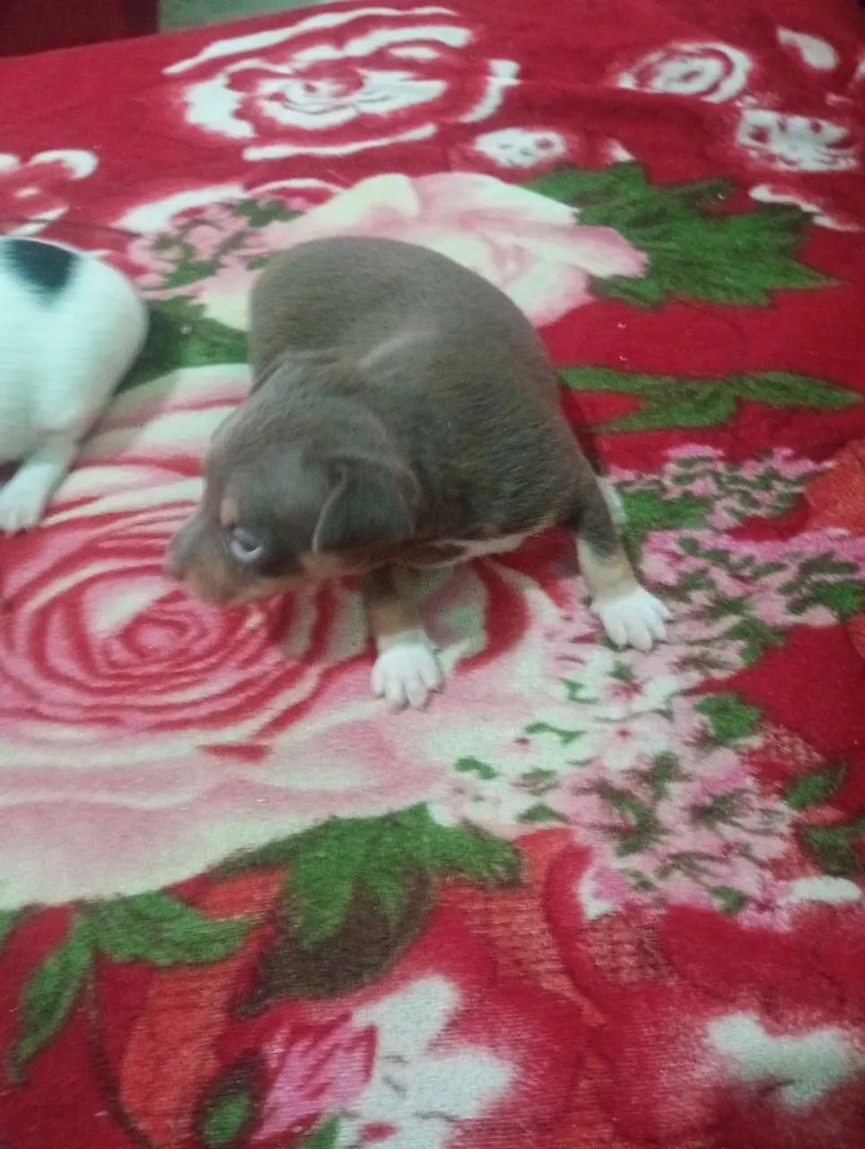 cachorros - Foto 2