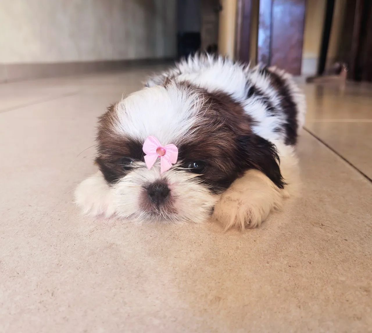 Shih Tzu Fêmea Micro - Foto 3