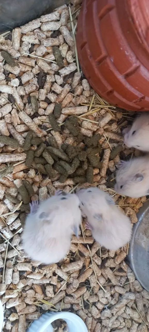 Hamster sirios 