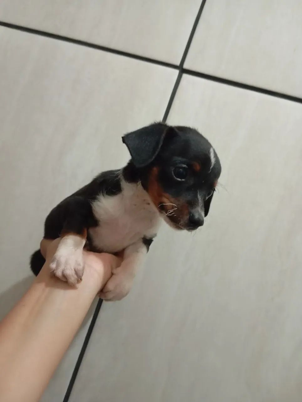 Cachorro Macho  - Foto 2