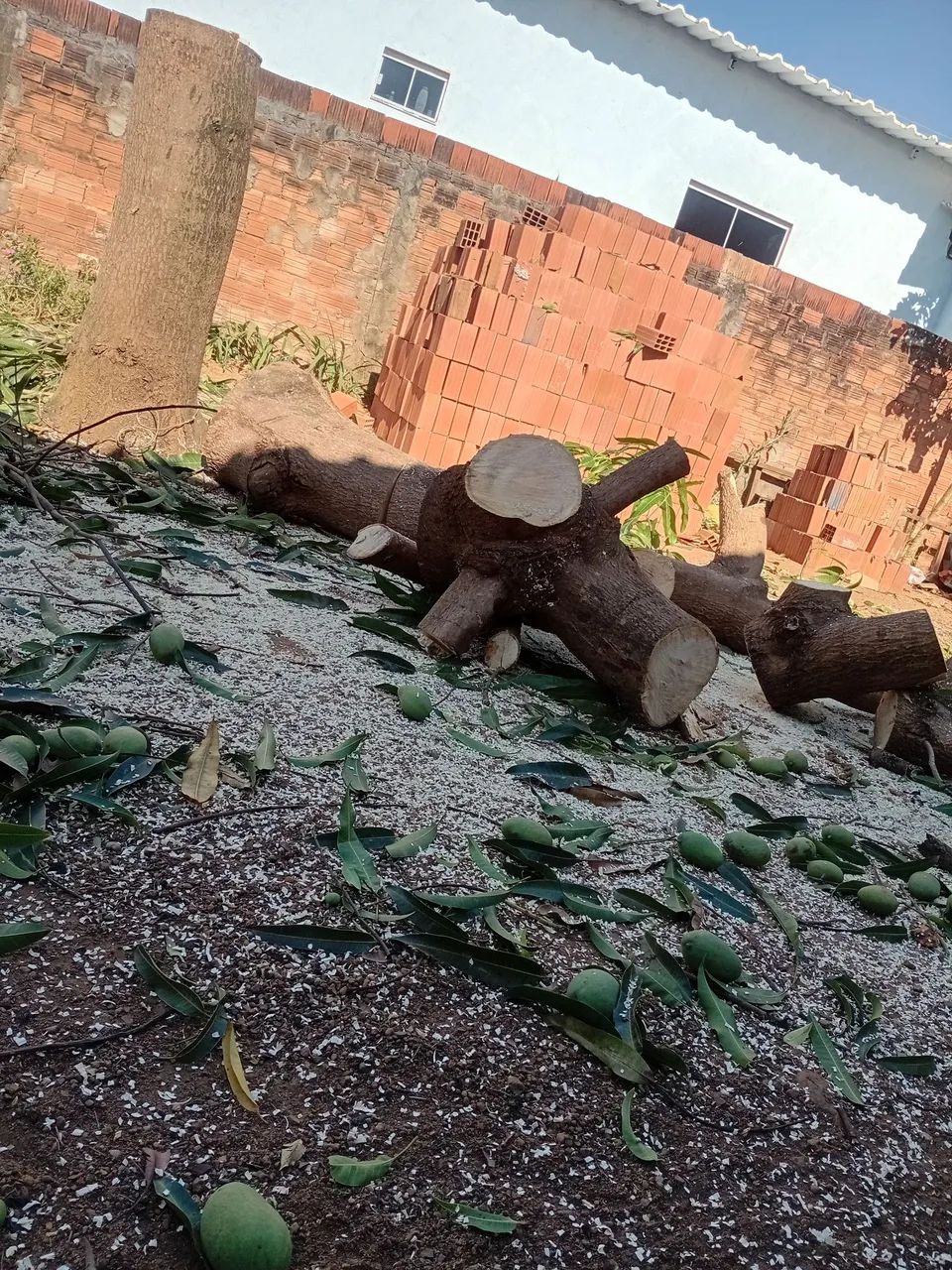 Poda de árvores palmas
