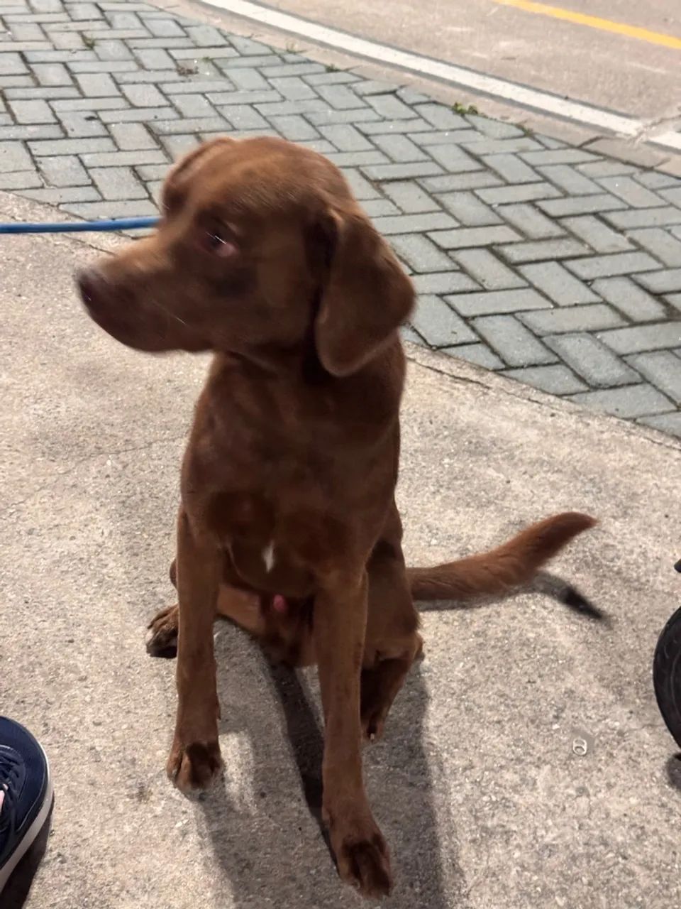 Adoção de cachorro, SRD, pai vira lata e mãe labrador. - Foto 2
