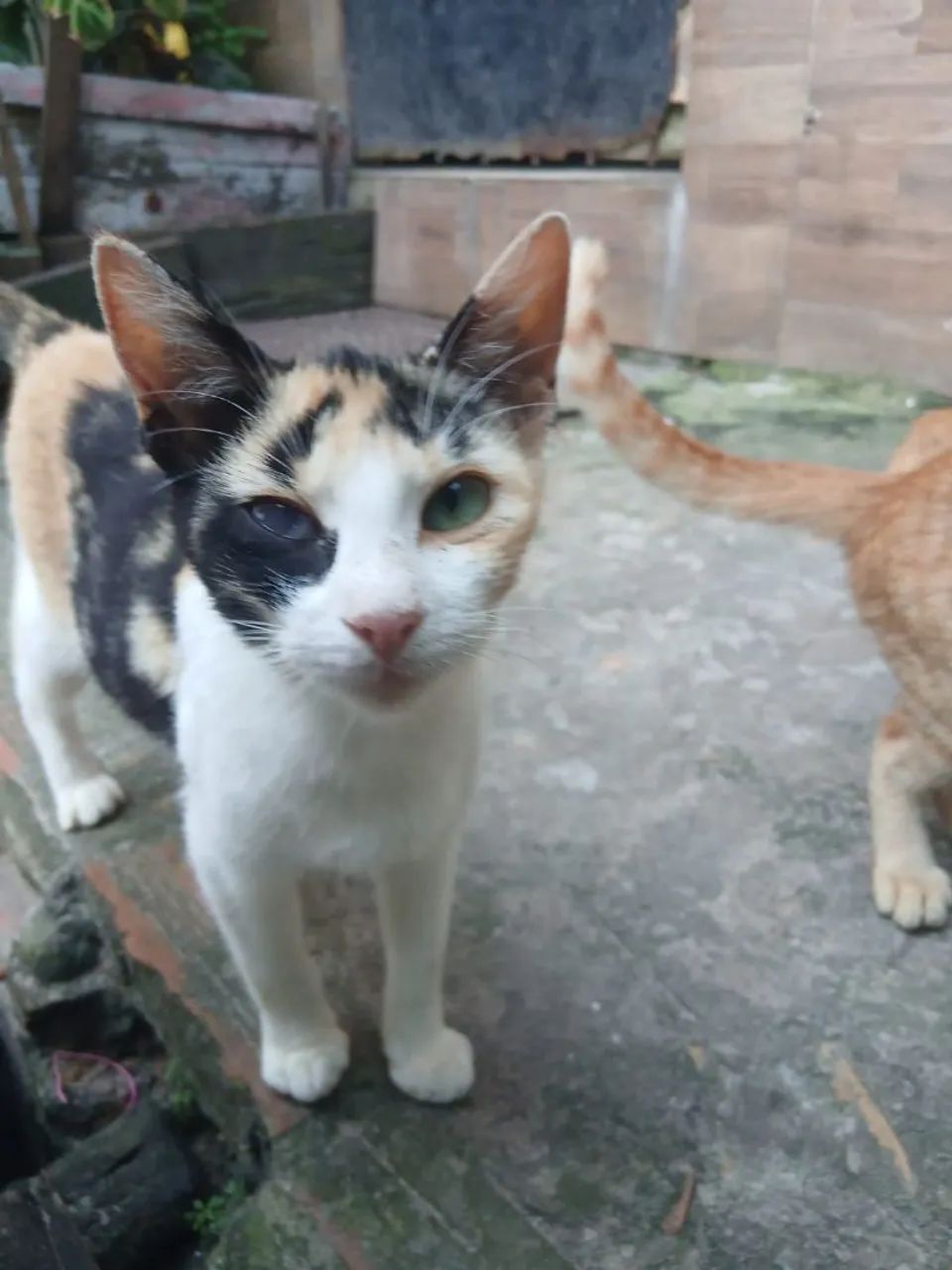 Doação de gata - Foto 3