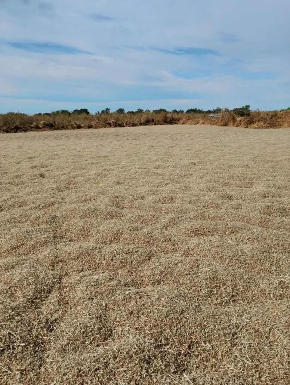 SEMENTE ANDROPOGON  - Foto 3