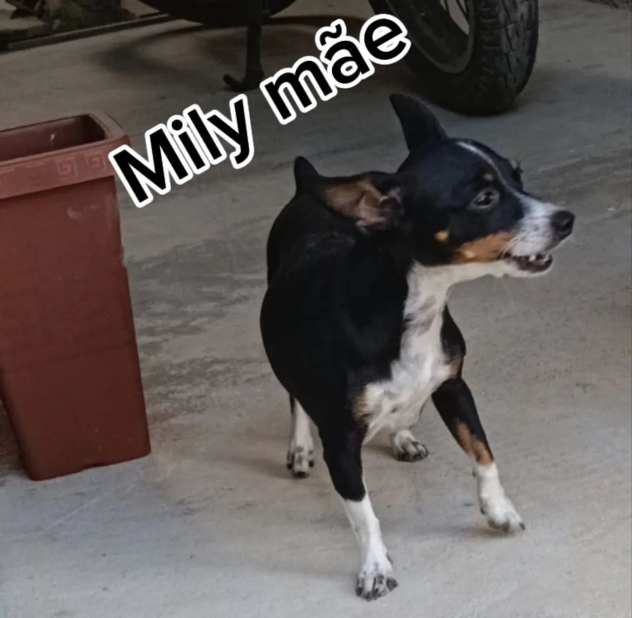 Pinscher miniatura - Foto 5