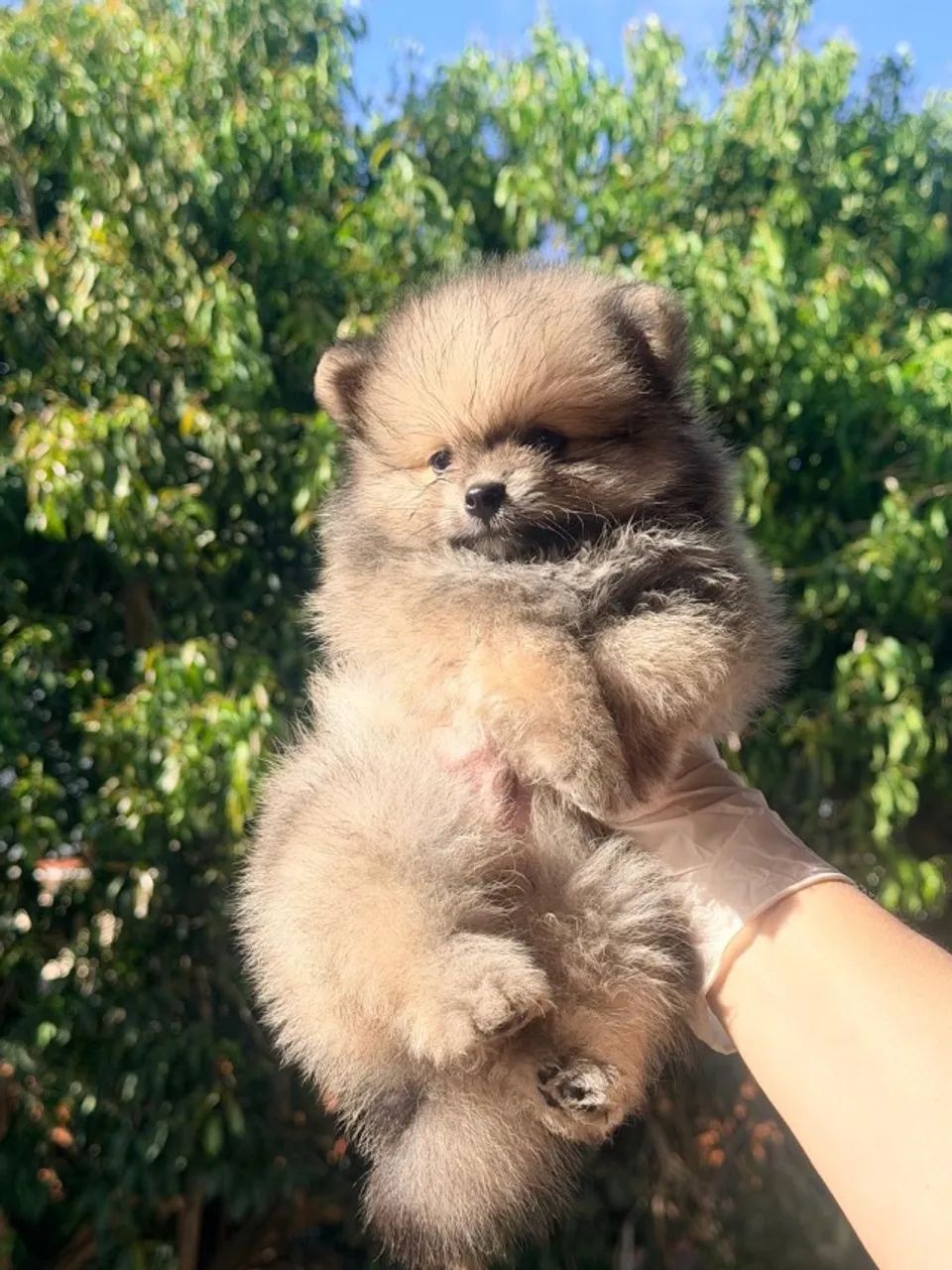 Spitz Alemão  - Foto 2